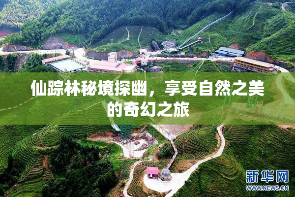 仙踪林秘境探幽，享受自然之美的奇幻之旅