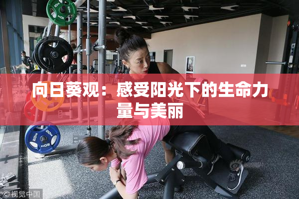 向日葵观：感受阳光下的生命力量与美丽