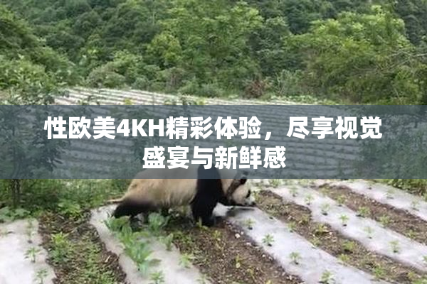 性欧美4KH精彩体验，尽享视觉盛宴与新鲜感