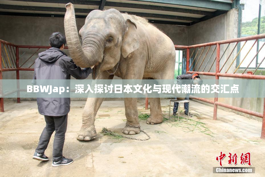 BBWJap：深入探讨日本文化与现代潮流的交汇点