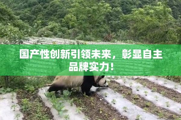 国产性创新引领未来，彰显自主品牌实力！