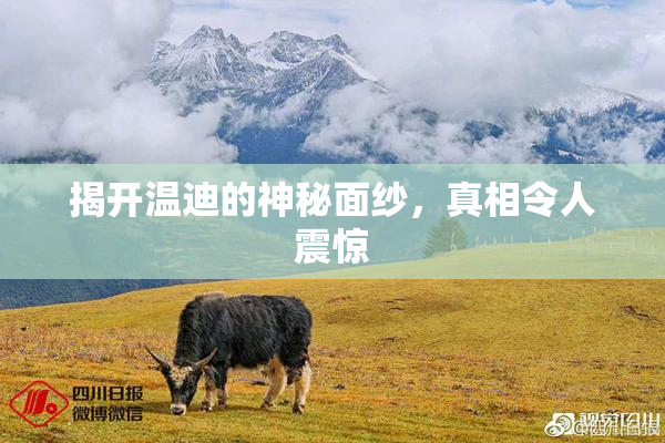 揭开温迪的神秘面纱，真相令人震惊