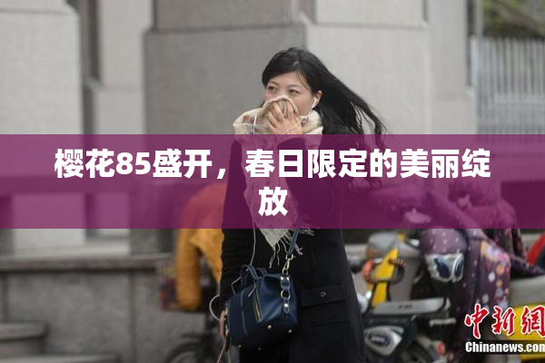 樱花85盛开，春日限定的美丽绽放