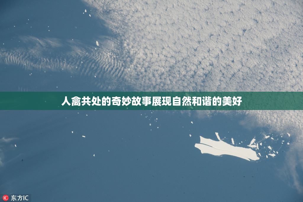 人禽共处的奇妙故事展现自然和谐的美好