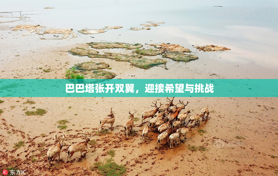 巴巴塔张开双翼，迎接希望与挑战