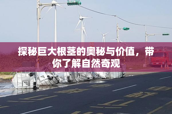 探秘巨大根茎的奥秘与价值，带你了解自然奇观