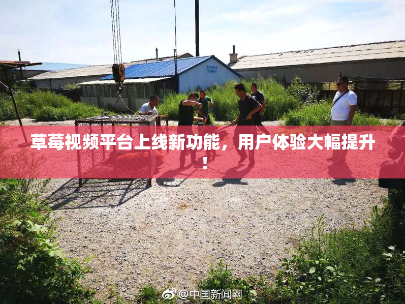 草莓视频平台上线新功能，用户体验大幅提升！