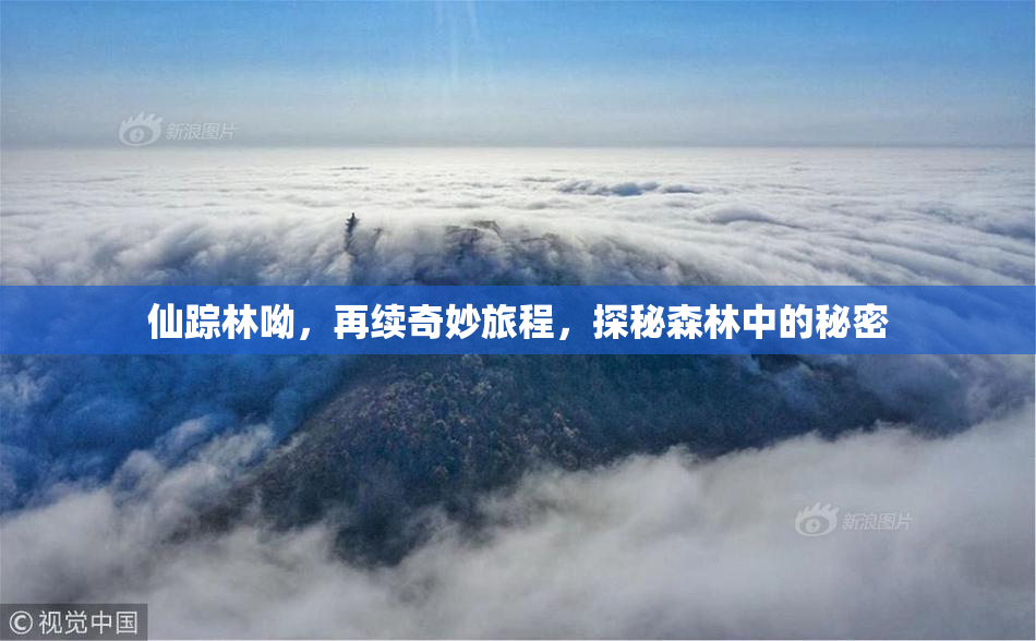 仙踪林呦，再续奇妙旅程，探秘森林中的秘密