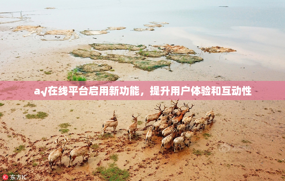 a√在线平台启用新功能，提升用户体验和互动性