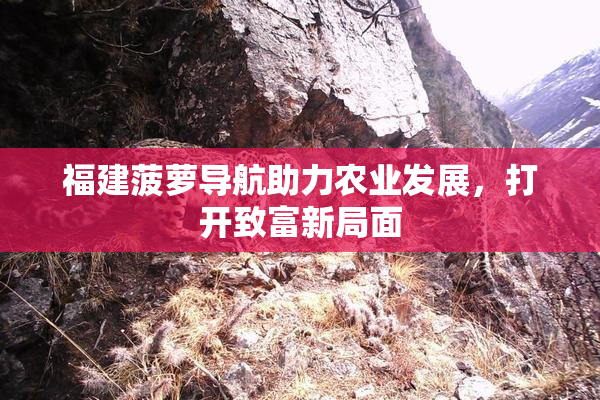 福建菠萝导航助力农业发展，打开致富新局面