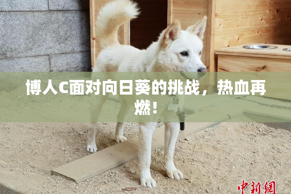 博人C面对向日葵的挑战，热血再燃！