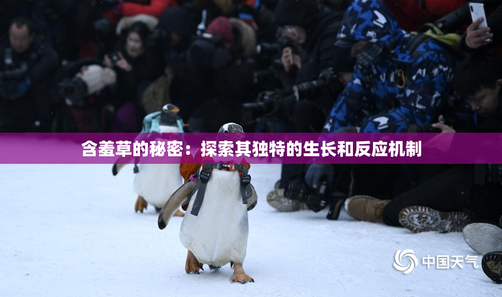 含羞草的秘密：探索其独特的生长和反应机制