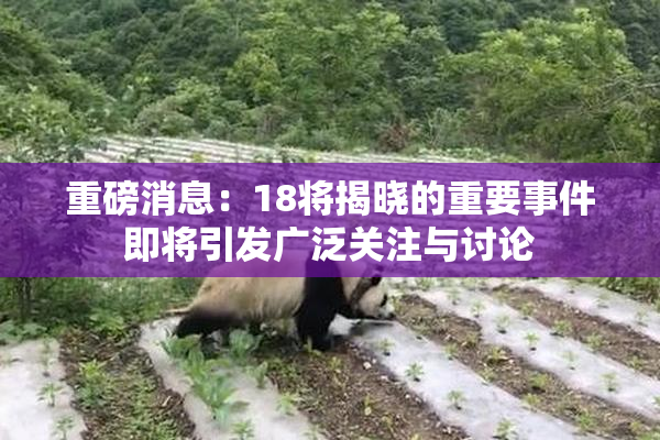 重磅消息：18将揭晓的重要事件即将引发广泛关注与讨论