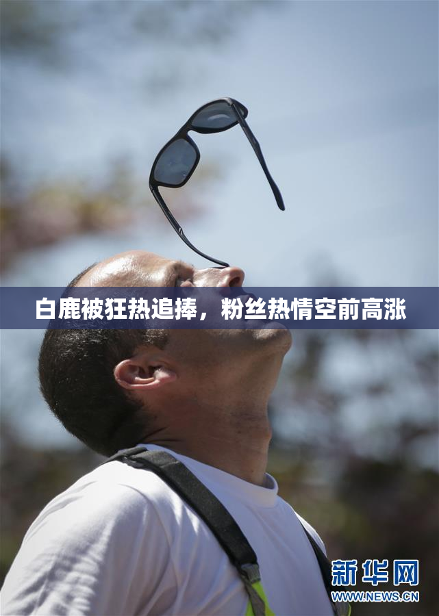 白鹿被狂热追捧，粉丝热情空前高涨