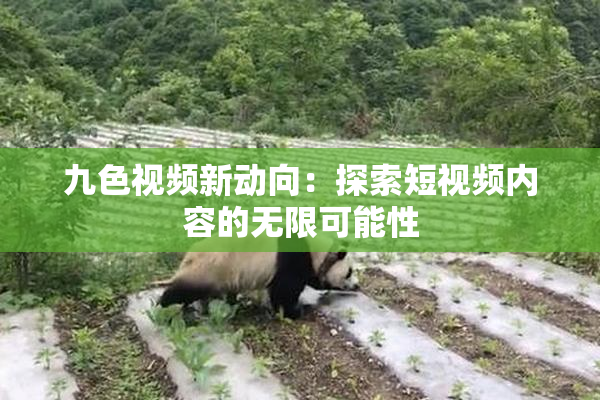 九色视频新动向：探索短视频内容的无限可能性
