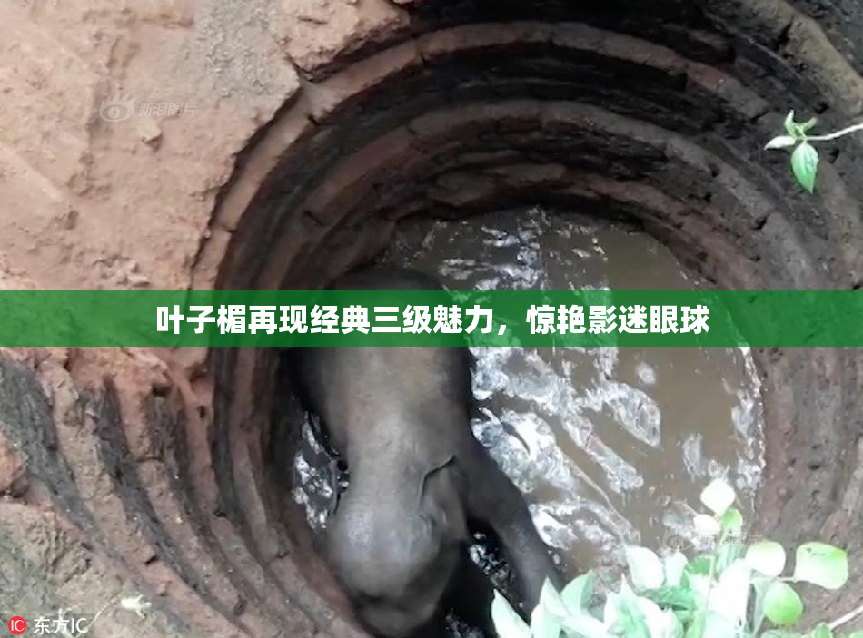叶子楣再现经典三级魅力，惊艳影迷眼球