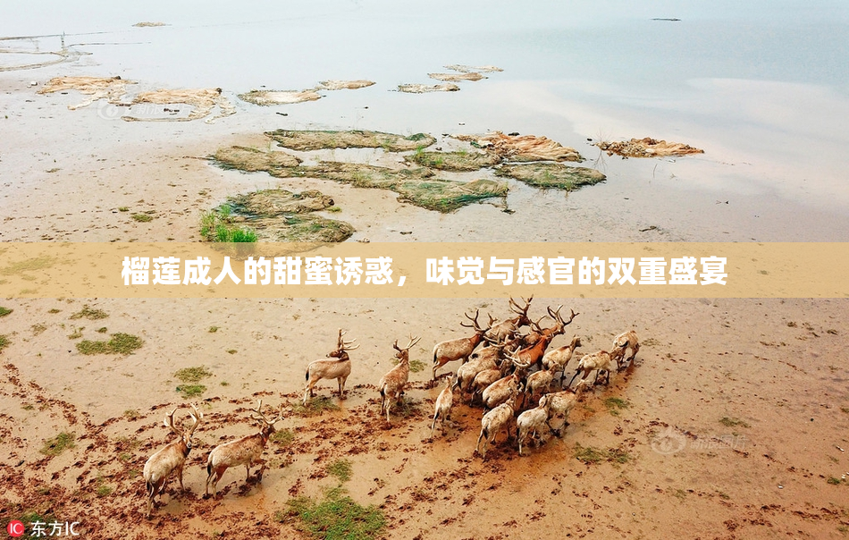 榴莲成人的甜蜜诱惑，味觉与感官的双重盛宴