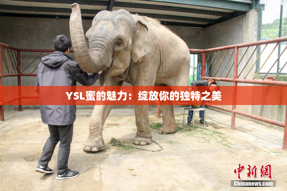 YSL蜜的魅力：绽放你的独特之美