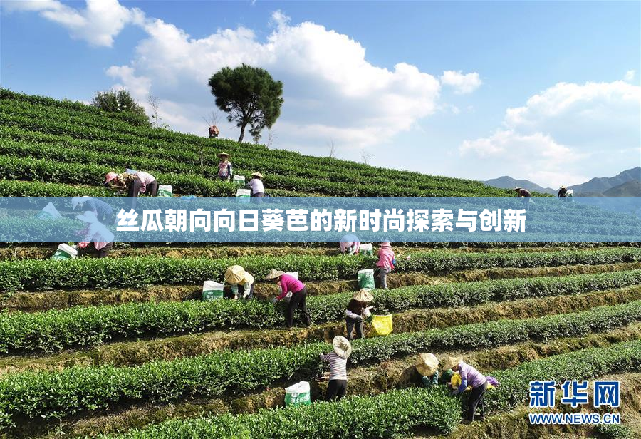 丝瓜朝向向日葵芭的新时尚探索与创新