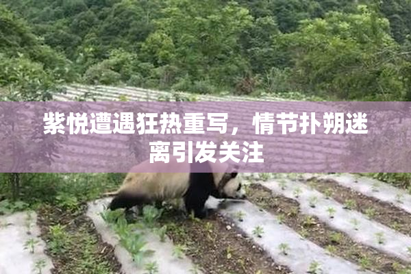 紫悦遭遇狂热重写，情节扑朔迷离引发关注