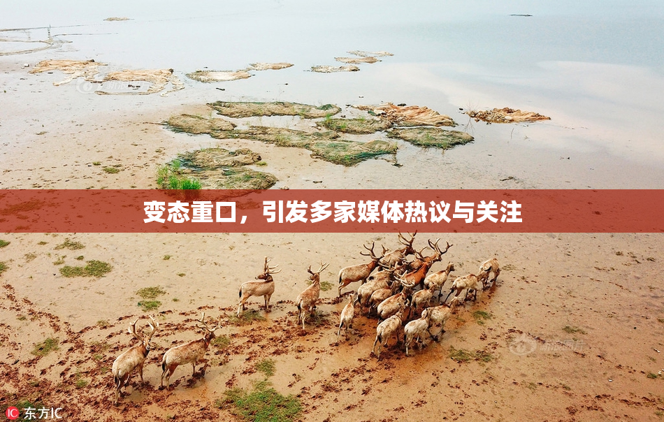 变态重口，引发多家媒体热议与关注