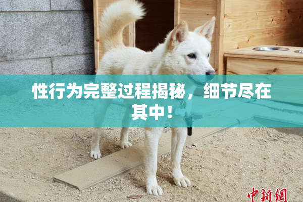 性行为完整过程揭秘，细节尽在其中！