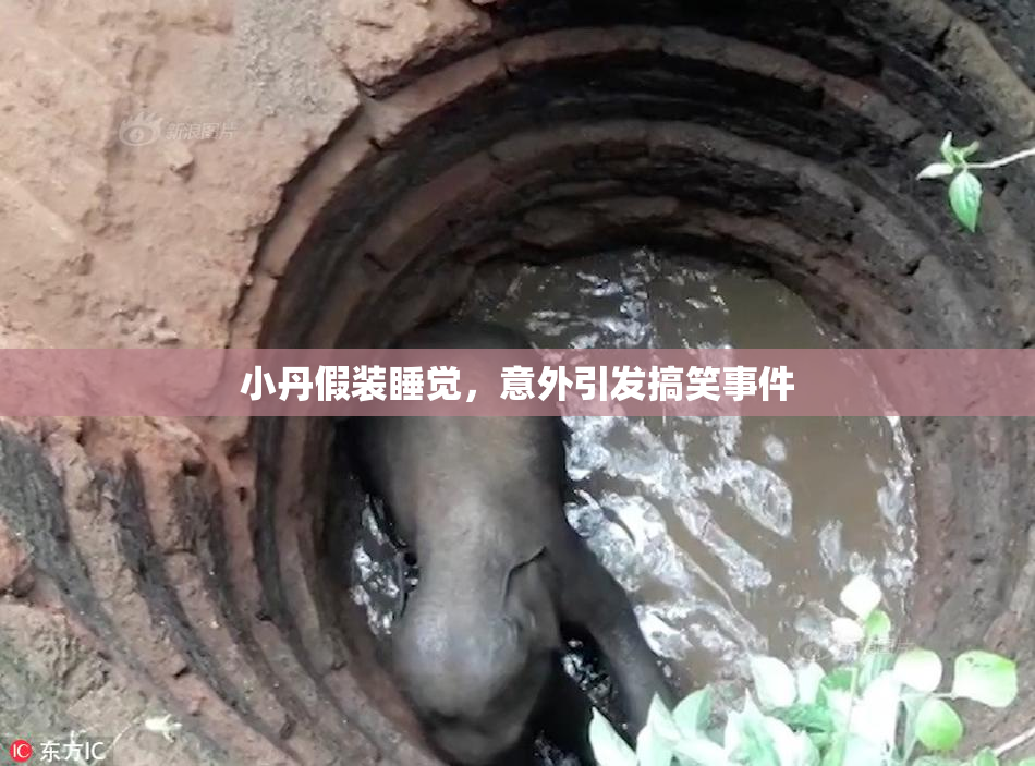 小丹假装睡觉，意外引发搞笑事件