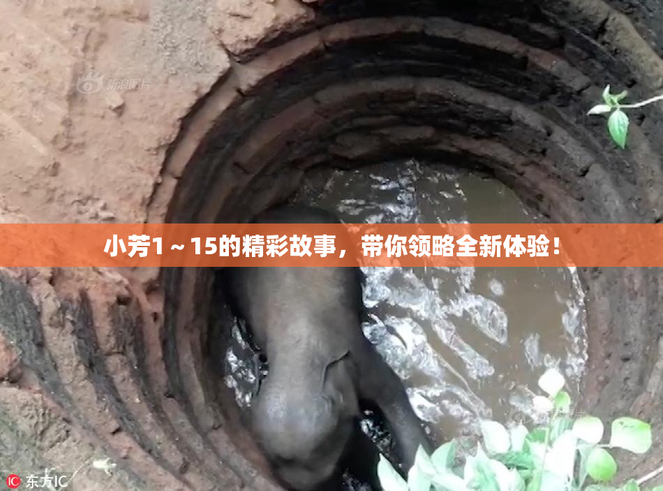 小芳1～15的精彩故事，带你领略全新体验！