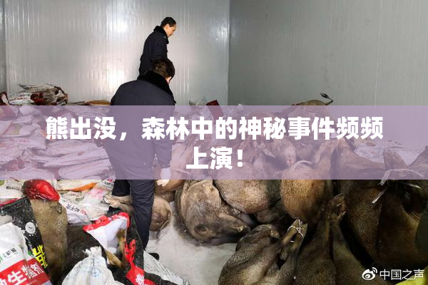 熊出没，森林中的神秘事件频频上演！