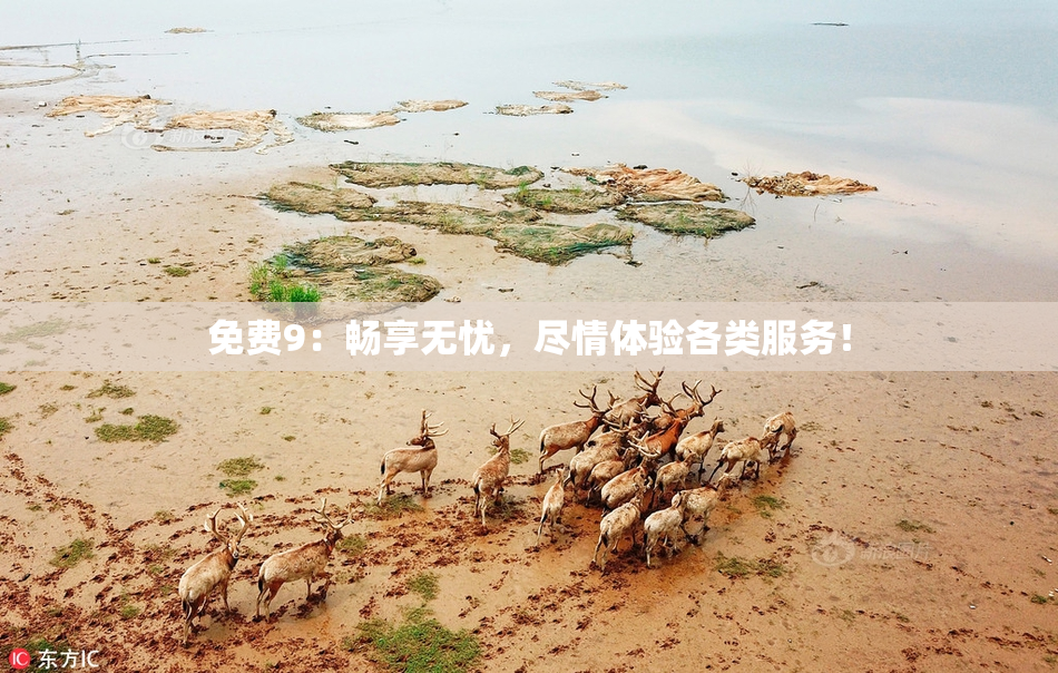 免费9：畅享无忧，尽情体验各类服务！