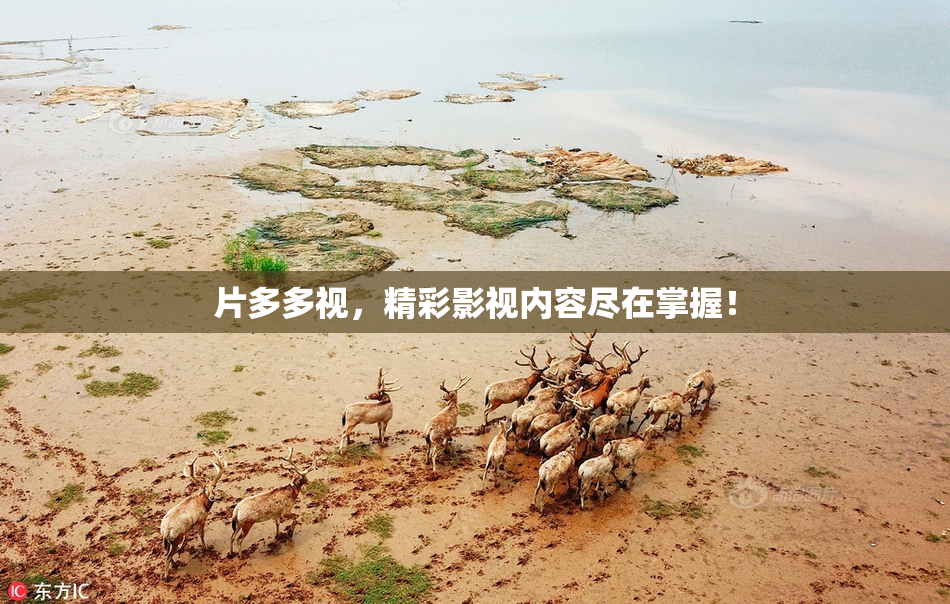 片多多视，精彩影视内容尽在掌握！