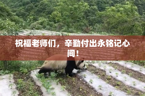 祝福老师们，辛勤付出永铭记心间！