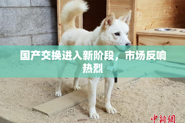 国产交换进入新阶段，市场反响热烈