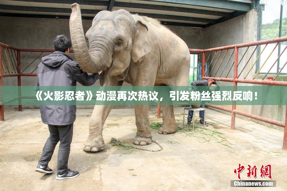 《火影忍者》动漫再次热议，引发粉丝强烈反响！