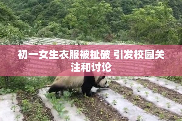 初一女生衣服被扯破 引发校园关注和讨论
