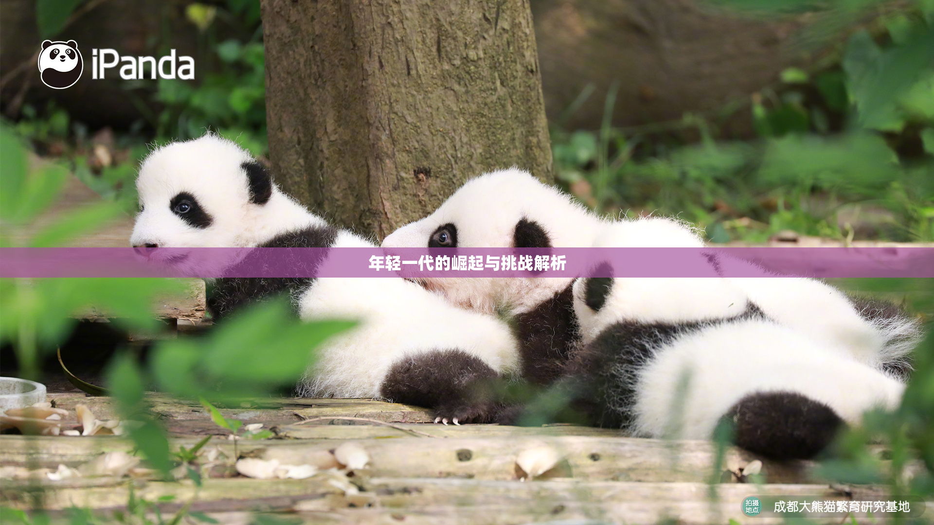 年轻一代的崛起与挑战解析