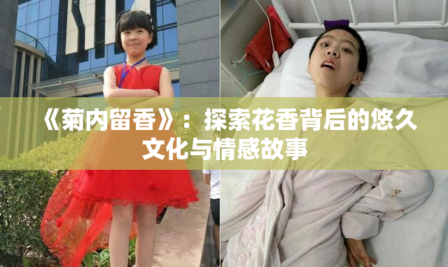 《菊内留香》：探索花香背后的悠久文化与情感故事