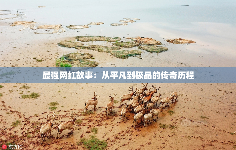 最强网红故事：从平凡到极品的传奇历程