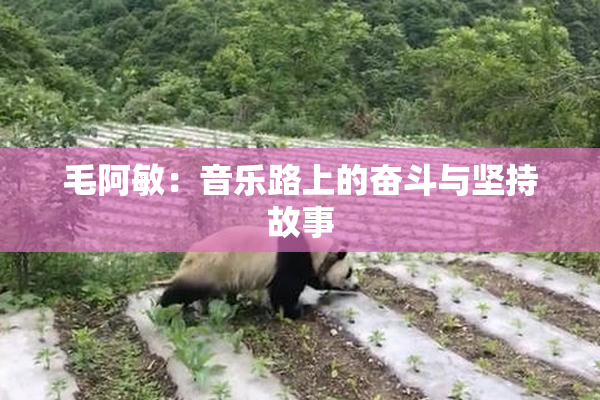 毛阿敏：音乐路上的奋斗与坚持故事
