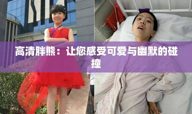 高清胖熊：让您感受可爱与幽默的碰撞