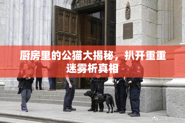 厨房里的公猫大揭秘，扒开重重迷雾析真相