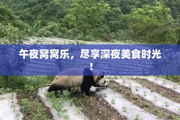 午夜窝窝乐，尽享深夜美食时光！