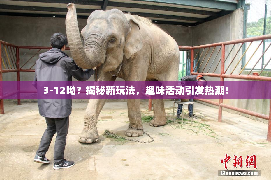 3-12呦？揭秘新玩法，趣味活动引发热潮！