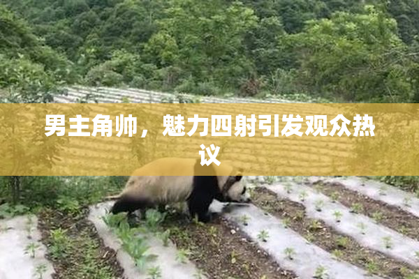 男主角帅，魅力四射引发观众热议