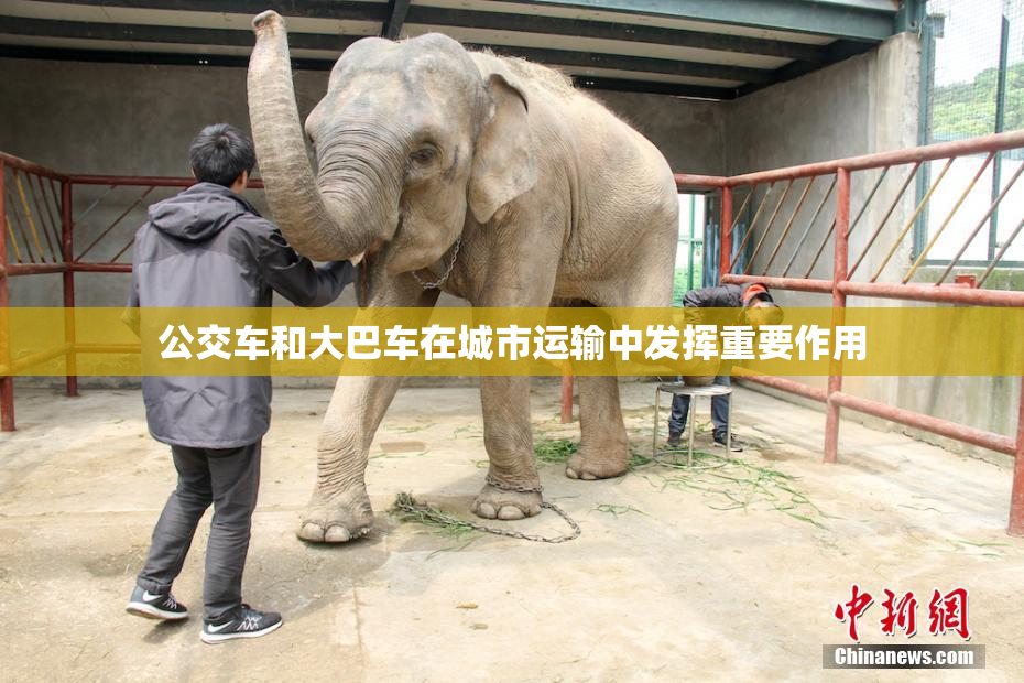 公交车和大巴车在城市运输中发挥重要作用