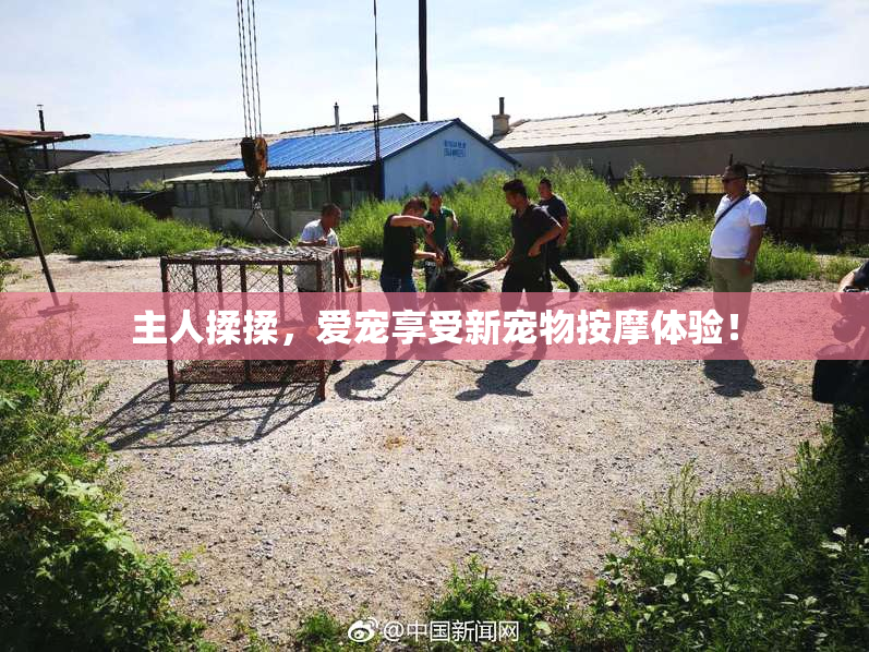 主人揉揉，爱宠享受新宠物按摩体验！