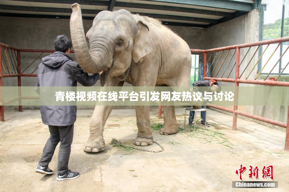 青楼视频在线平台引发网友热议与讨论
