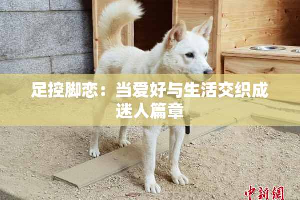 足控脚恋：当爱好与生活交织成迷人篇章