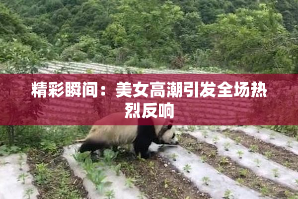 精彩瞬间：美女高潮引发全场热烈反响