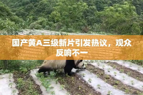 国产黄A三级新片引发热议，观众反响不一